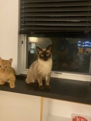 Beautiful Pure Bred Siamese Kitten and brother Giannis a sasuage cat