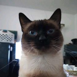 Looking for a Domestic Sealpoint Siamese Female 1-3 yrs old.