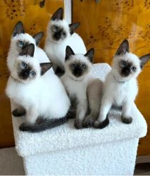 Siamese Kittens Available Now