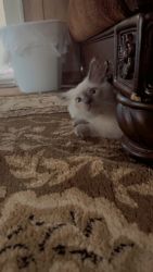 Siamese cat for sale