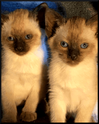 Wonderful Purebred Siamese/Oriental Kittens