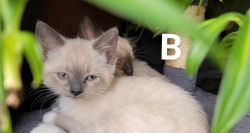 Lilac Point Snowshoe Siamese