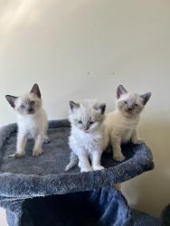 3 male ragamese kittens