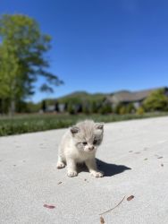 Selling a cute kitten with blue eyes