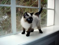 Male and Female Siamese Kittens for sale