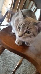 adorable siamese lynx point kitty