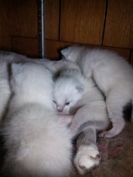 Siamese snowshoe kittens