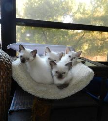 Cfa Siamese Kittens