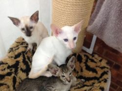 Siamese And Oriental Kittens For Adoption