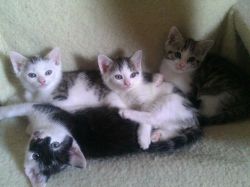 adorable manx/Siamese cross kittens