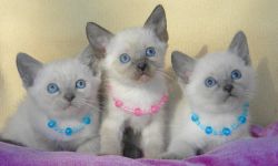 Pure Bred Registered Siamese Kittens For Sale