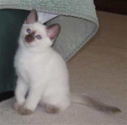 Adorable Siamese Kittens for adoption