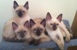 clever Siamese kittens Abounding
