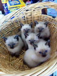 TCA registered SealPoint Siamese kittens