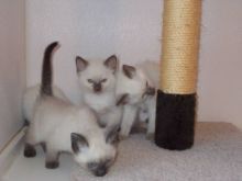 Siamese Kitten Ready Now