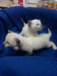Awesome Siamese Kittens