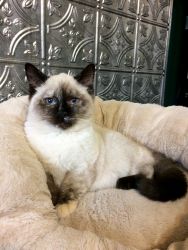 TCA Registered Seal Torti Point Siamese Kitten ready now!