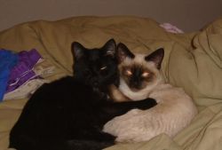Available Siamese Cats