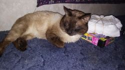 beautiful apple head full blood siamese would be a great stud cat