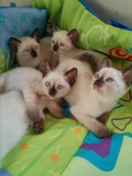 Amazing Seal Point Siamese Kittens For Sale