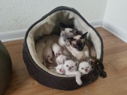 Purebred Siamese Kittens!
