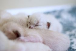 **WE HAVE KITTENS**Siamese and Balinese Kittens in Tennessee