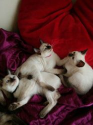 Look at these Gorgeous Blue eyes white Siamese Kittens.... Please cont
