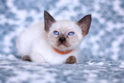 Seal Point and Blue Point Siamese Kittens For Sale
