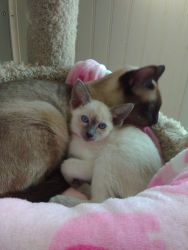 Awesome Siamese Kittens