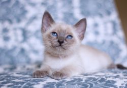 Blue Point Siamese Male Kittens For Sale