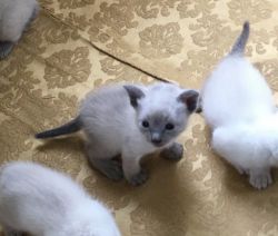 siamese kittens for sale