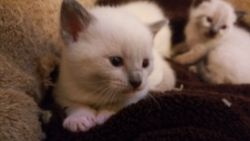 Purebred Siamese Kittens