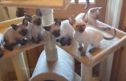 Siamese Kittens.(xxx) xxx-xxx1