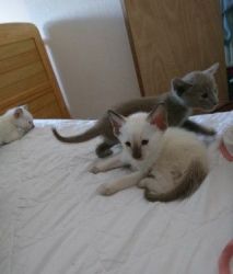 Beautiful Siamese Kitten for sale