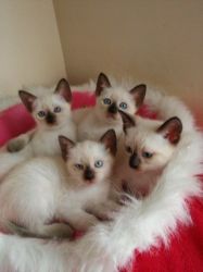 Siamese kittens ready - email me now
