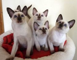 Siamese Kittens Available
