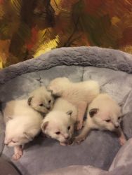 Siamese Kittens for Sale