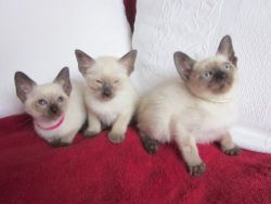Lovely Siamese kittens for sale
