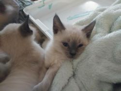 Siamese kittens available now
