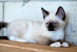 male female Siamese kittens for sale