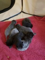 Half Siamese & Half Russian Blue Kittens