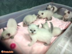 Siamese Blue Point kittens for sale