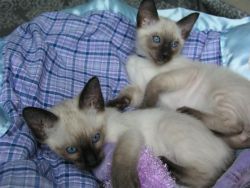 Siamense kittens