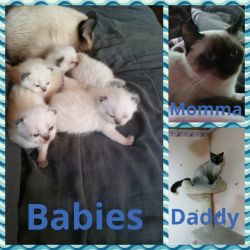 2 Registered seal point Siamese for adoption