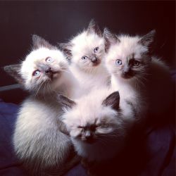 Ragdoll Siamese kittens