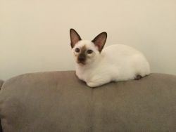 CFA registered Purebred seal point Siamese stud available