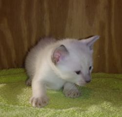 Blue Point Siamese Kitten