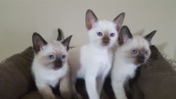 Siamese kittens CFA Registered