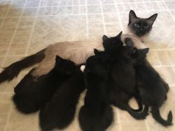 Siamese Kittens For Sale