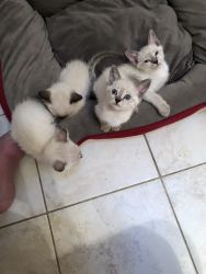 Pure Bred Siamese Kittens